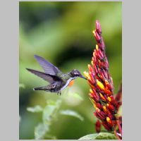 2010 1st Clive Manvell- black throated mango